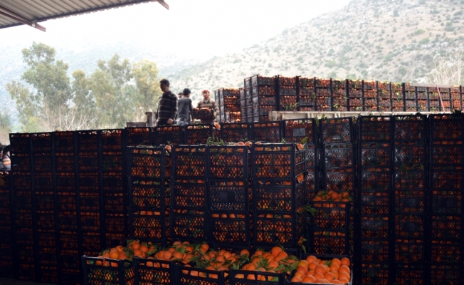 Adana’dan Mehmetçiğe 60 ton portakal