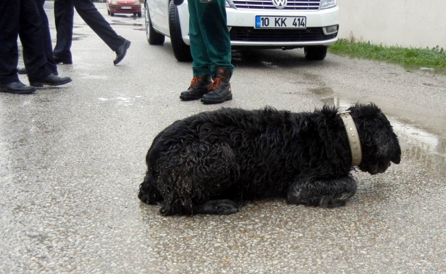 Edremit’te köpek katliamı