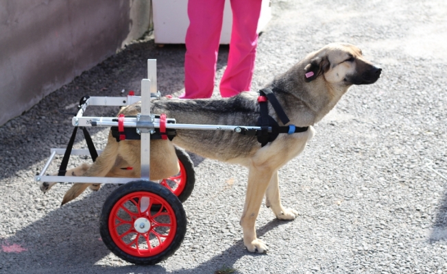 Engelli köpekler yürüteçle hayata tutundu