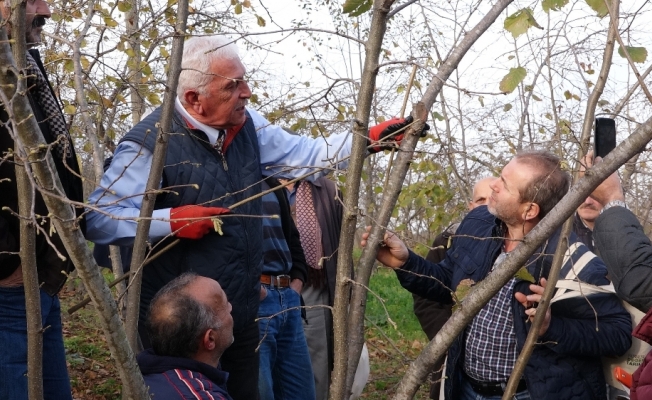 Fındıkta bilinçli budamanın meyveleri bu yıl alınacak