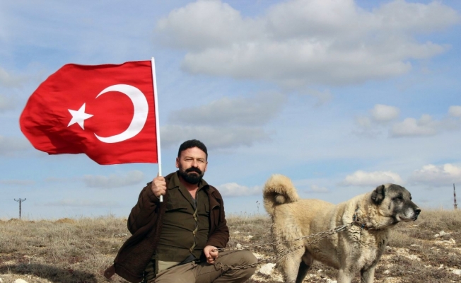 Kangal köpekleri Zeytin Dalı Harekatına hazır