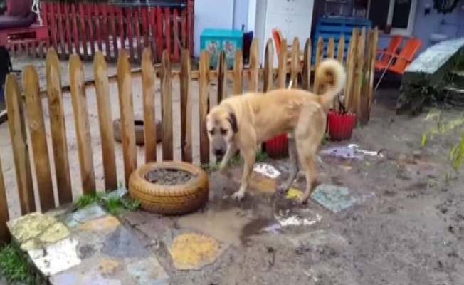 "Kuyu" Köpek kurtarılmasından bir sene sonra görüntülendi