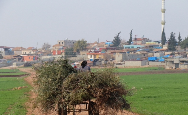 Operasyon bölgesinden dünyaya zeytin ve zeytinyağı