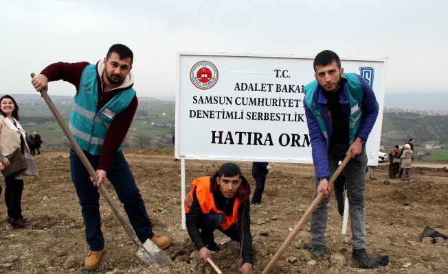 Samsun’da hükümlüler fidan dikti