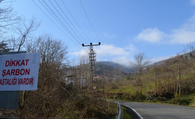 Trabzon’da şarbon tehlikesi