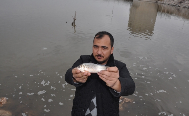 Balıklar karaya vurdu