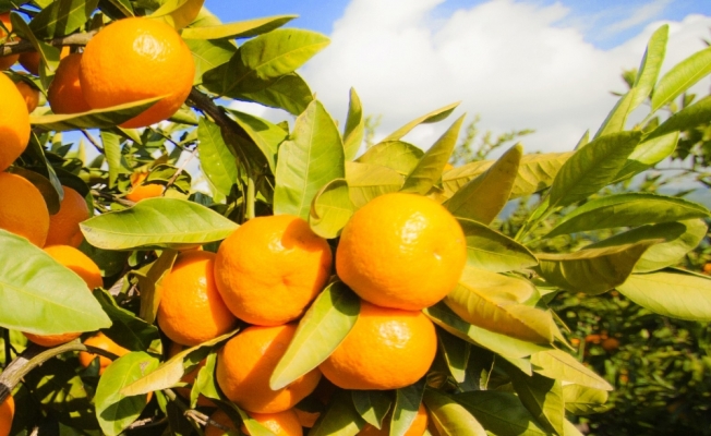 İdrar yolu enfeksiyonu için C vitamini