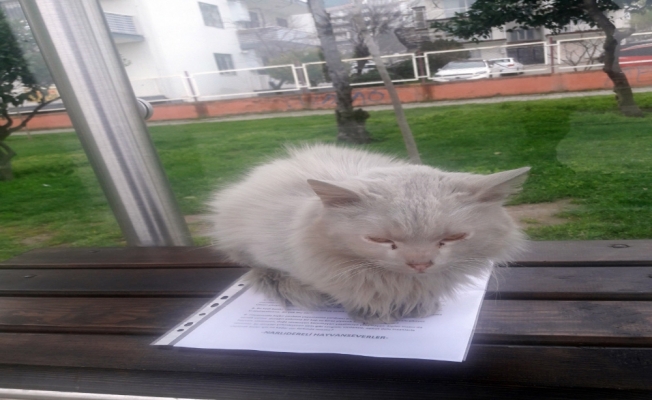 İstenmeyen kedi için yazı astı, paylaşım rekoru kırdı