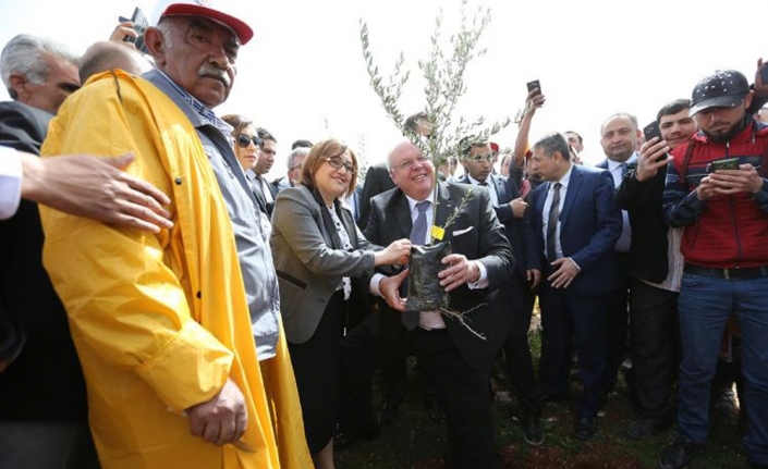 Türkiye’nin ilk Zeytin Ormanı kuruldu