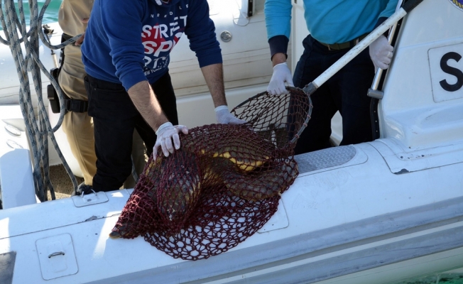 Yaralı caretta caretta için seferber oldular