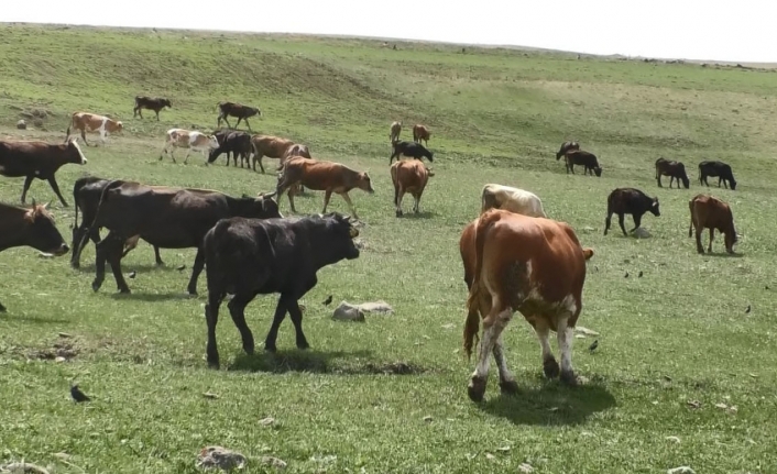 60 bin liraya çoban bulamıyorlar