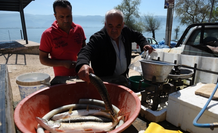 Balıkçılar turnayı gözünden vurdu