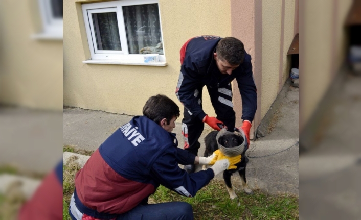 Başı bidona sıkışan yavru köpeğin yardımına itfaiye yetişti