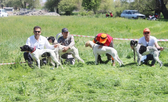 Bu da av köpeklerinin güzellik yarışması