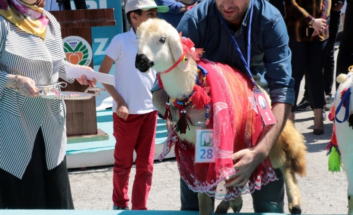 Bu da ‘en güzel kuzu’ yarışması