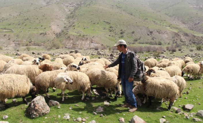 Çobandan demokrasi dersi