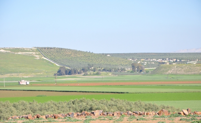 Hatay’a "Zeytin Dalı Sınır Kapısı"