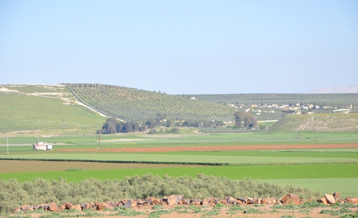 Hatay’a "Zeytin Dalı Sınır Kapısı"