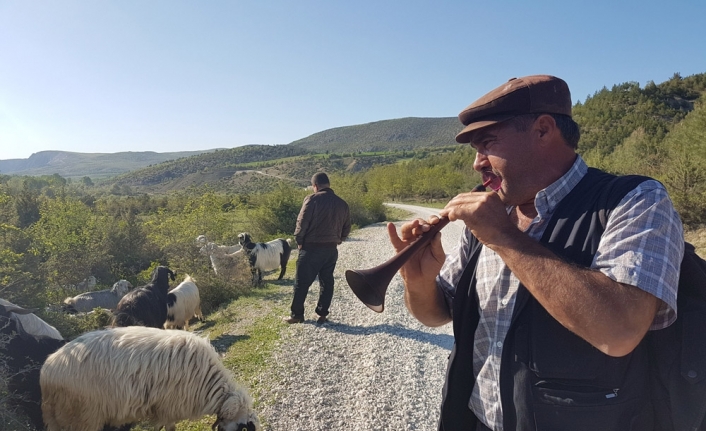 Keçiler zurnayla otluyor