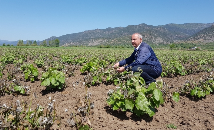 Soğuk üzüm bağlarını vurdu