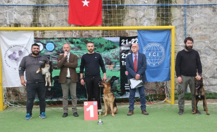 Trabzon’da uluslararası köpek ırkları yarışması