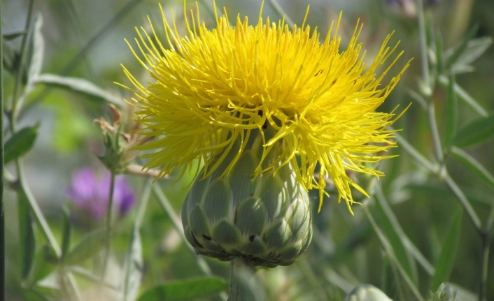 ’Tüllüşah’ için seferberlik