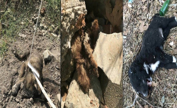 3 yavru köpek vahşice öldürüldü