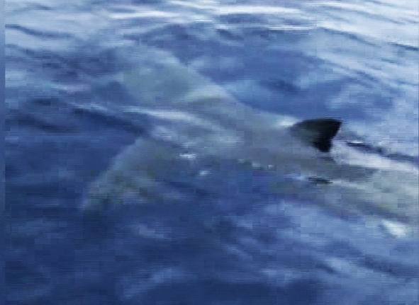 Bodrum’da dev köpek balığı görüntülendi