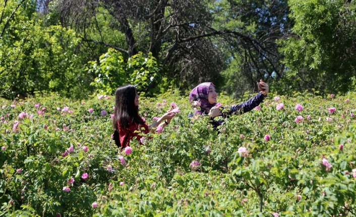 Gül bahçeleriyle nüfusunun 10 katı turist çekti