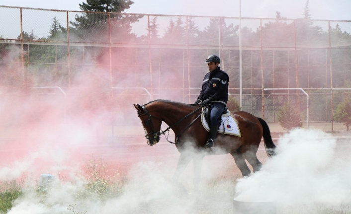 Jandarmanın atları özel görevler için hazırlanıyor