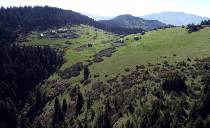 Karadeniz yaylaları şenleniyor