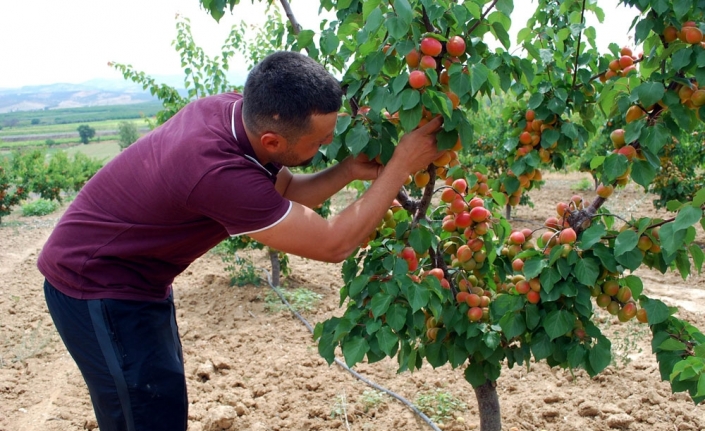 Kayısı beklentiyi karşılamadı