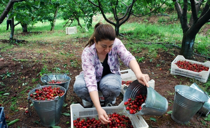 Kirazda fiyat düştü