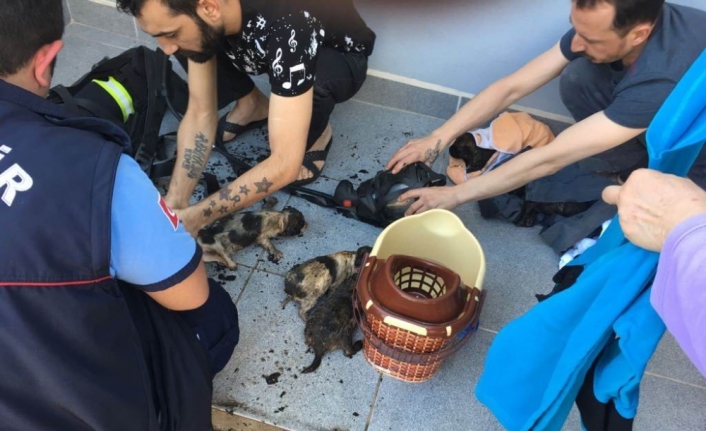 Yavru köpekleri yanmaktan itfaiye ekipleri kurtardı