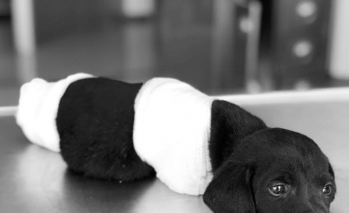 4 ayağı kesilen köpek öldü