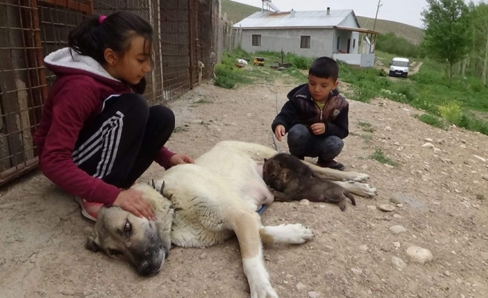 Annesiz kalan yavru kurtları kangal emzirdi