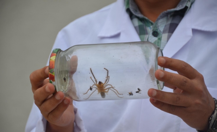 Bu örümcek yüzünden koca bir il tedirgin