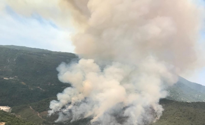 Hatay’da orman yangını