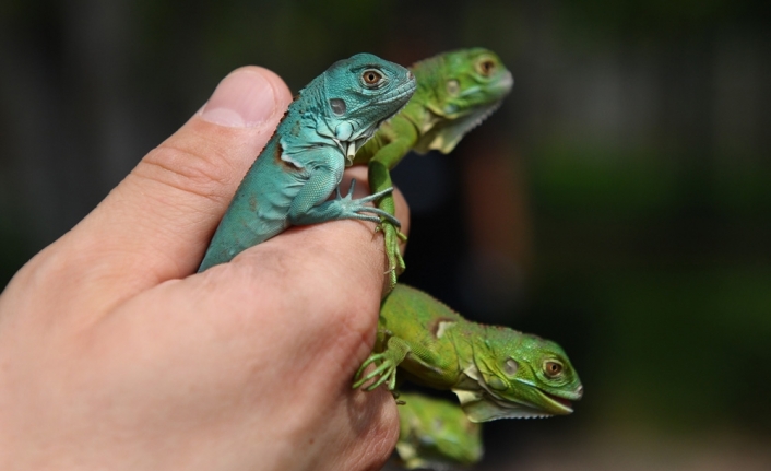 İguana yavruları ilgi odağı oldu