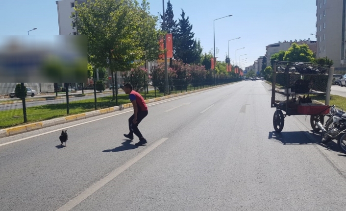 Karayolunda tavuk kovaladı