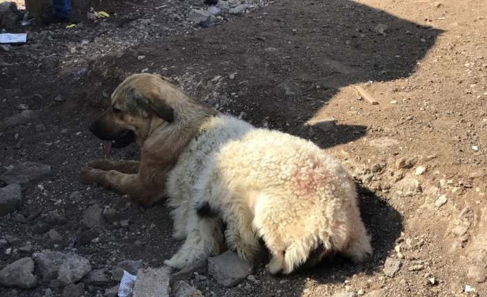 Köpeğe kuzu postu giydirdiler