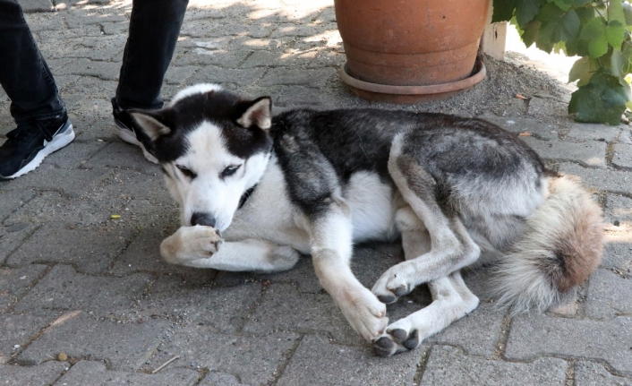 Minibüs sürücüsü köpeğin üzerine aracını sürdü