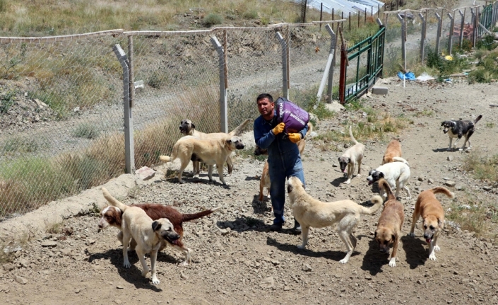 Ömrünü sokak köpeklerine adadı