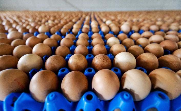 Tavuk yumurtası üretimi yüzde 3,3 azaldı