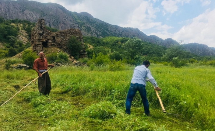 Terör yüzünden ekilemeyen araziler yeşillendi