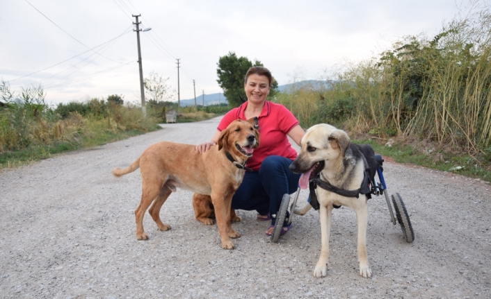 Toplanan bağışlarla sakat kalan köpeğe yürüteç aldı