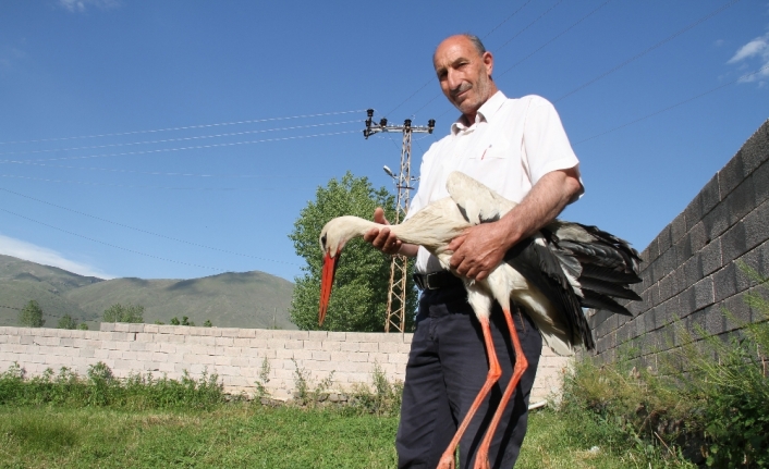 Uçamayan leyleği evinde besliyor