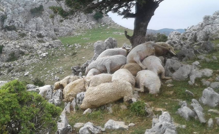 Yıldırım düştü: 22 koyun telef oldu