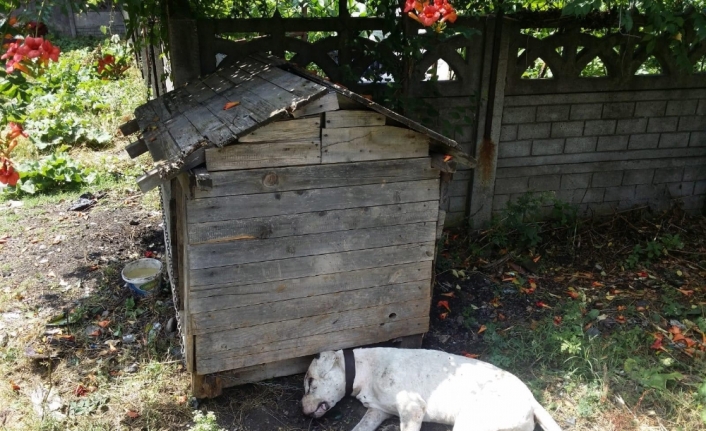 Zonguldak’ta vahşet: köpeğe susturuculu infaz