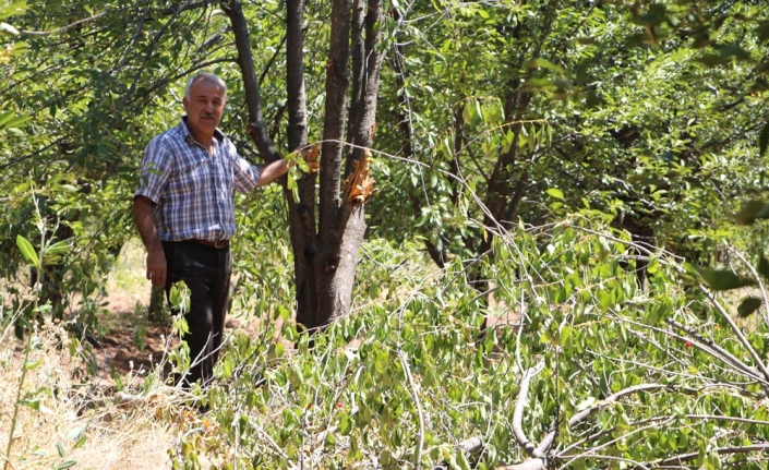 Aç ayılar vişne bahçesini talan etti